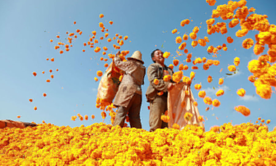 2019年10月，中國船舶集團(tuán)有限公司定點扶貧縣云南省文山州丘北縣萬壽菊豐收場面。中國船舶集團(tuán)通過產(chǎn)業(yè)扶貧基金扶持當(dāng)?shù)匕l(fā)展萬壽菊種植加工產(chǎn)業(yè)，帶動群眾脫貧致富。