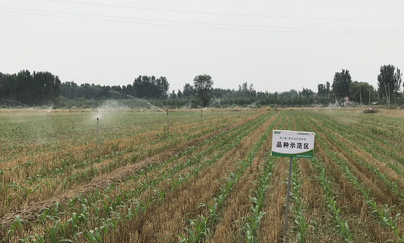 張鳳霞告訴記者，以傳統大水漫灌的方式1畝地需要60-90方左右的水；使用立桿式自動搖臂微噴灌溉系統，可降低人工成本90%，減少50%灌溉農業(yè)用水量，減少30%化肥使用量，從而提高經濟效益。（國務院國資委網站 宋詞 攝）