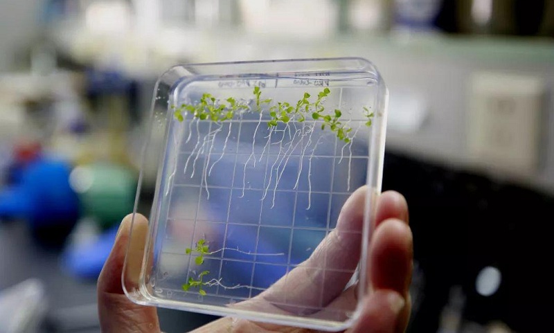 2018年9月14日在中科院植物生理生態(tài)研究所實(shí)驗(yàn)室里拍攝的擬南芥，用于與天宮二號(hào)上種植的同一品種擬南芥進(jìn)行對(duì)比研究。新華社記者 張建松攝
