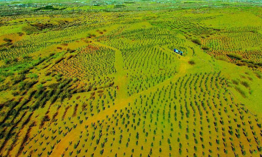 近年來(lái)國(guó)家能源集團(tuán)堅(jiān)持清潔發(fā)展，開(kāi)展植樹(shù)造林活動(dòng)，助推生態(tài)環(huán)境改善。截至2021年3月12日，國(guó)家能源集團(tuán)國(guó)電內(nèi)蒙古能源公司經(jīng)過(guò)半年的持續(xù)施種，已將6萬(wàn)余棵樟子松種滿在500畝毛烏素沙漠中。今后，該公司還將繼續(xù)努力，力將3000余畝沙漠區(qū)域逐步變成綠洲。（孫丁 攝）