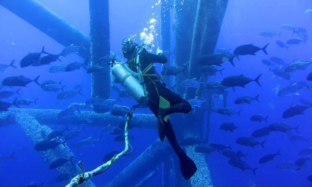 近年來(lái)，隨著中國(guó)海油深入推進(jìn)綠色低碳戰(zhàn)略，海上油田生態(tài)環(huán)境持續(xù)向好，“海油蛙人”被海洋生物“圍觀”的現(xiàn)象越來(lái)越多，呈現(xiàn)出人與自然和諧共生的美好畫(huà)面。圖為測(cè)量平臺(tái)水下結(jié)構(gòu)尺寸時(shí)，“海油蛙人“與魚(yú)群擦肩而過(guò)。