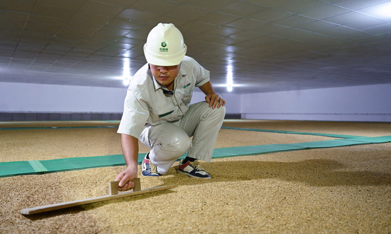 10月11日，中央儲備糧長樂直屬庫的工作人員在平房倉內鋪平稻谷。新華社記者 周義 攝