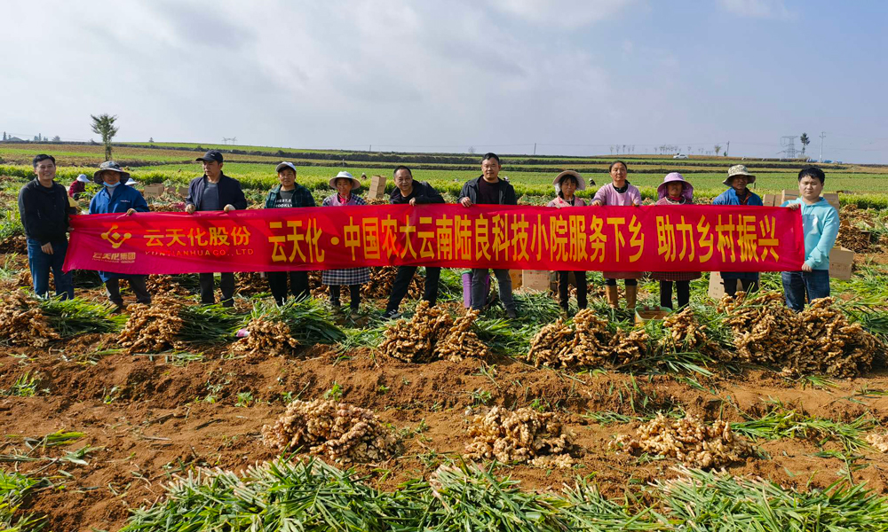 同時，云天化集團線上線下相結合，組織技術專家開展春季栽培管理線上直播活動，云天化科技小院通過開辦田間講堂、觀摩學習等方式，指導科學種植、科學用肥，幫助解決農業生產實際問題，不斷提高用戶種植水平，用實際行動服務三農，助力豐收。