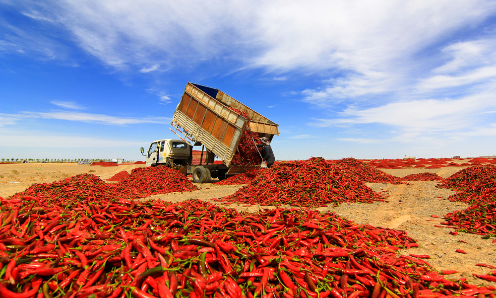 金黃的甜糯玉米、翠綠的早酥梨、火紅的辣椒、紫色的葡萄……金秋九月，從隴東高原到河西走廊，走進甘肅省農(nóng)墾集團各農(nóng)場，目之所及處處流動著斑斕的色彩，平疇沃野彌漫著收獲的喜悅。