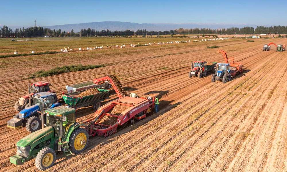 今年，甘肅省農(nóng)墾集團通過大力推進大條田、大農(nóng)機、大產(chǎn)業(yè)以及水肥一體化，加快現(xiàn)代農(nóng)業(yè)發(fā)展步伐，筑牢國家糧食安全“壓艙石”，高質(zhì)量保障全年糧食生產(chǎn)和重要農(nóng)產(chǎn)品穩(wěn)定有序供給，交出了優(yōu)異答卷。圖為甘肅省農(nóng)墾集團馬鈴薯機械化收獲現(xiàn)場。