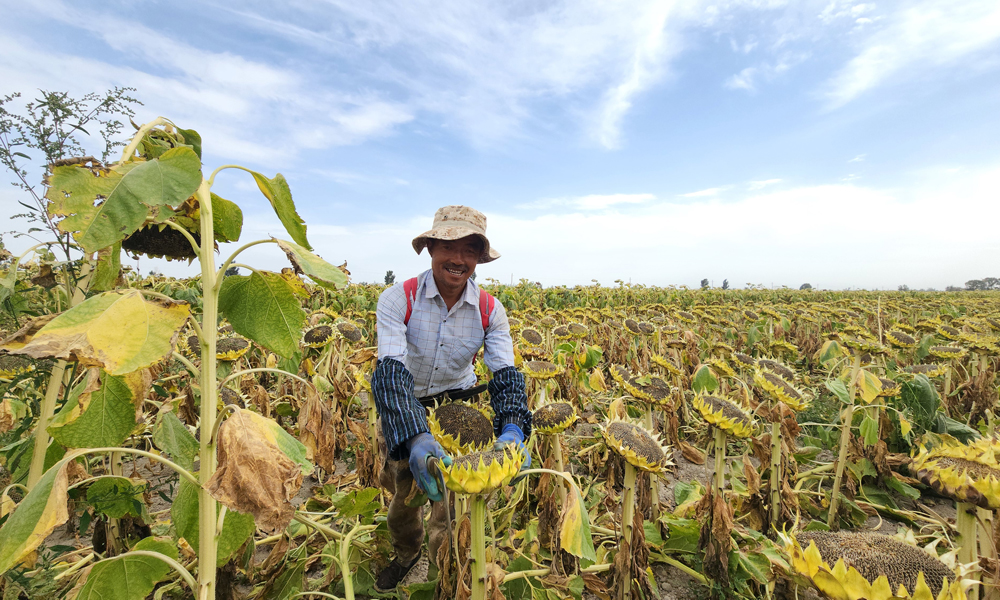 甘肅省農(nóng)墾集團食葵收獲現(xiàn)場。