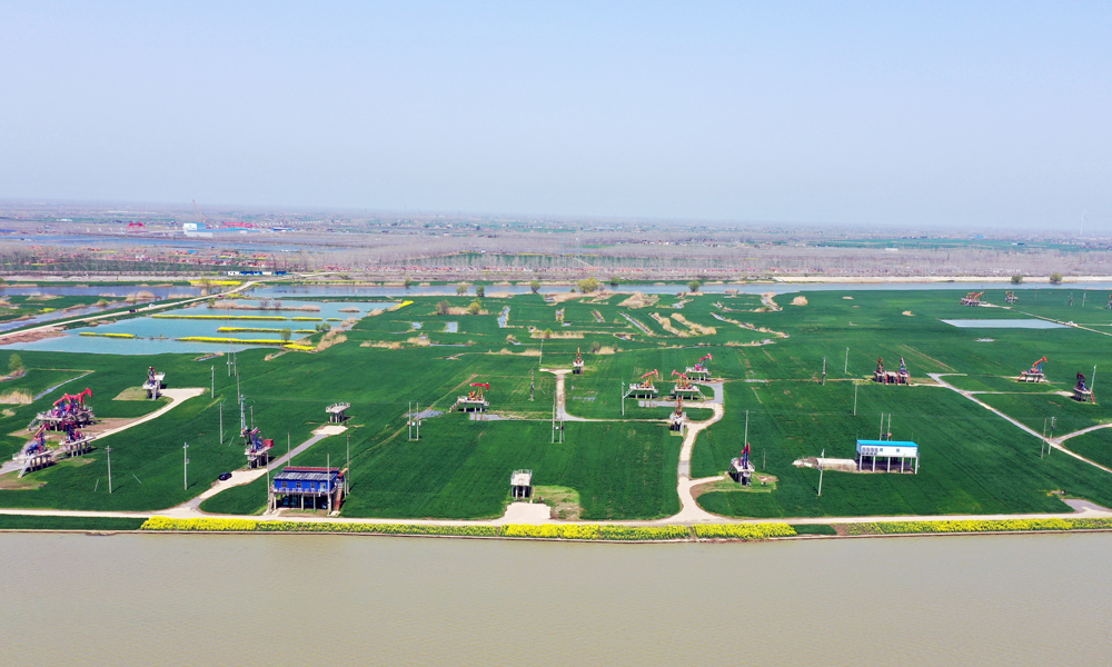 近日，在江蘇油田采油二廠高集湖區，紅色的抽油機與綠油油的麥田、黃燦燦的油菜花構成一幅和諧優美的生態畫卷。