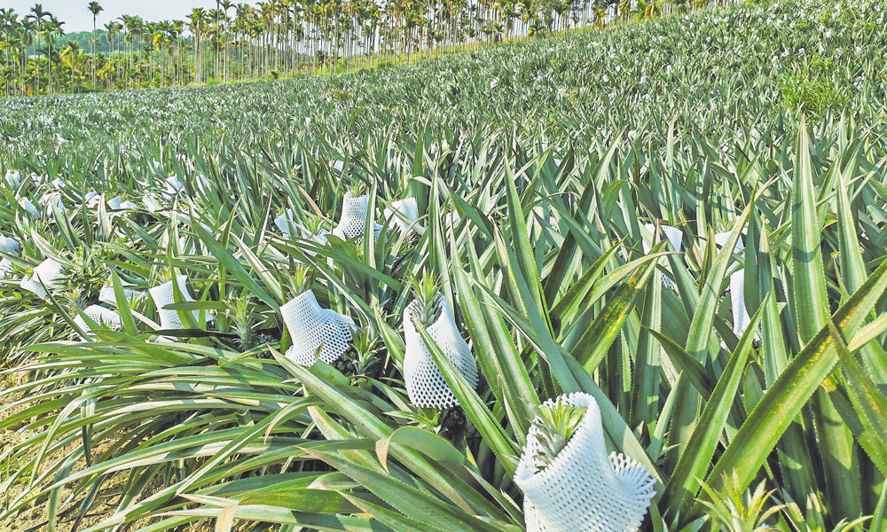 當(dāng)前，各地春耕備耕工作陸續(xù)展開，中國海油相關(guān)企業(yè)統(tǒng)籌協(xié)調(diào)油品供應(yīng)，全力以赴生產(chǎn)化肥等相關(guān)農(nóng)資產(chǎn)品，開辟綠色通道，提供優(yōu)質(zhì)服務(wù)，將油品送到田間地頭，為豐產(chǎn)豐收保駕護(hù)航，助力鄉(xiāng)村振興。圖為4月中旬，在海南省瓊海市，使用中國海油富島復(fù)合肥的菠蘿即將成熟上市。農(nóng)戶給菠蘿穿上“外套”，保護(hù)其外觀。曲均峰 攝