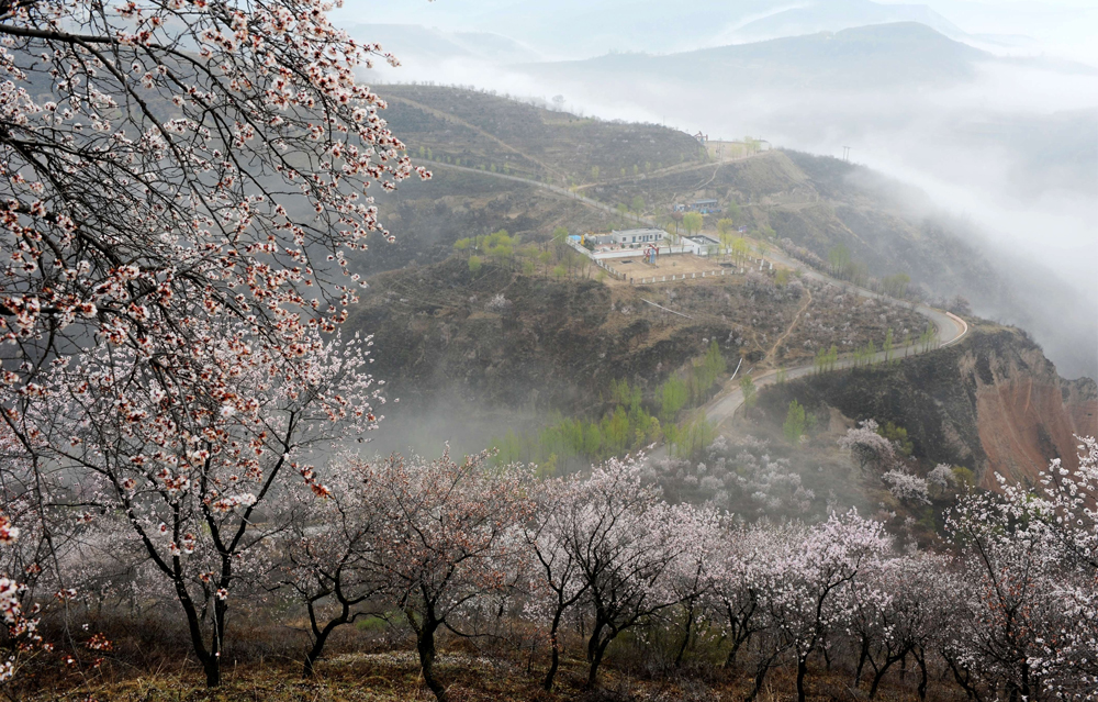 近日，長慶油田采油三廠新寨作業(yè)區(qū)百花盛開，一派生機勃勃景象。抓質(zhì)量、提速度，新寨作業(yè)區(qū)油井上產(chǎn)提速“進度條”拉滿，高質(zhì)量完成吳433區(qū)域油井措施13口，正在施工3口，累計措施增油超過450噸，為完成全年各項任務(wù)指標奠定了堅實基礎(chǔ)。