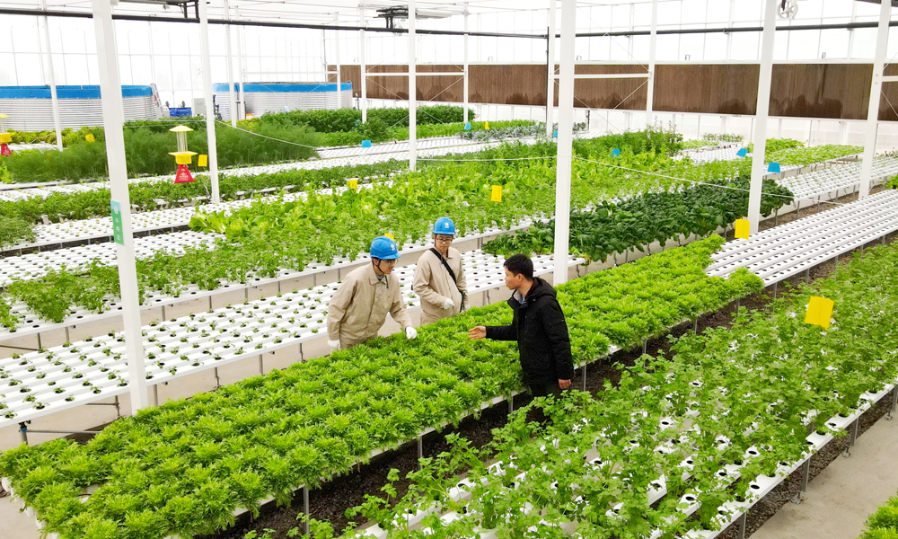 國家電網江蘇蘇州供電公司工作人員到“魚菜共生”智慧農業企業對接用電需求。