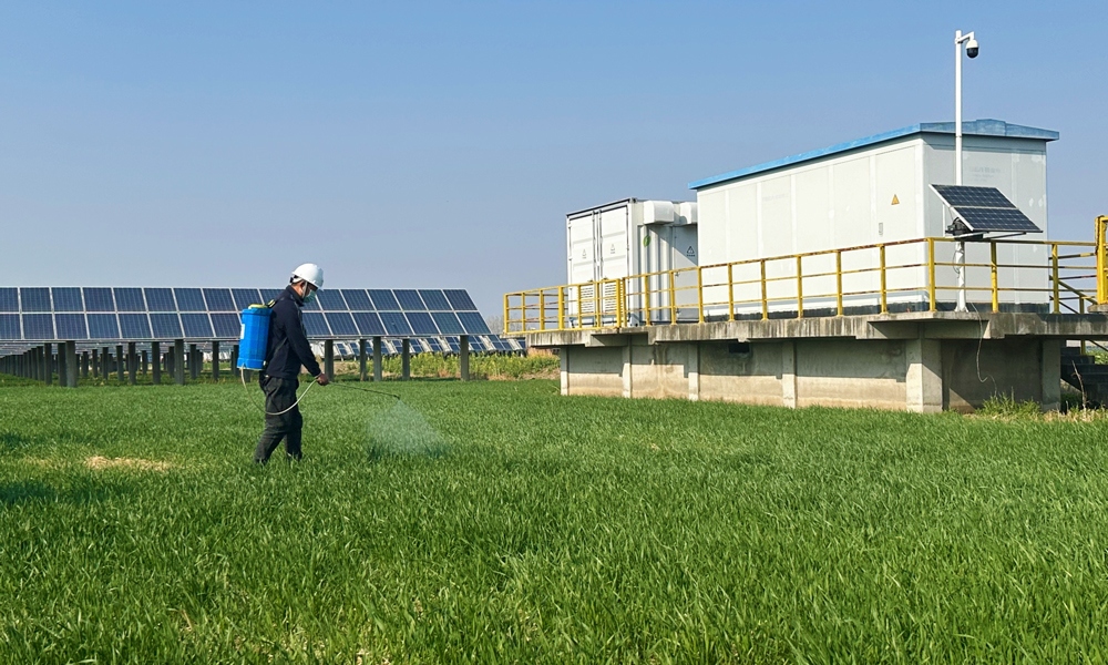 在中廣核江蘇浦南光伏電站，深藍(lán)色的光伏板陣列下，嫩綠的麥苗正舒展新葉，工作人員在給返青的小麥播撒農(nóng)藥。浦南光伏電站將光伏發(fā)電與小麥種植有機(jī)結(jié)合，不僅提高了土地的使用效率，還促進(jìn)了當(dāng)?shù)剞r(nóng)業(yè)產(chǎn)業(yè)結(jié)構(gòu)的優(yōu)化升級，為農(nóng)民增加經(jīng)濟(jì)收益。同時，光伏電站配備的氣象監(jiān)測設(shè)備可實時收集風(fēng)速、溫度、濕度等數(shù)據(jù)，對農(nóng)業(yè)生產(chǎn)中的施肥、病蟲害防治等具有參考價值，助力小麥產(chǎn)量增收。