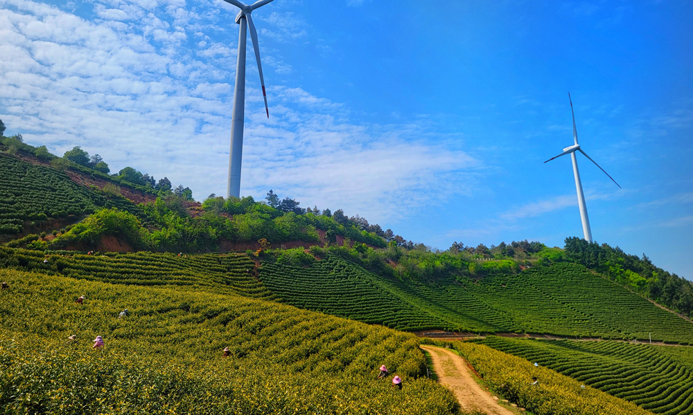 位于安徽宣城的中廣核安徽廣德白馬湖風(fēng)電項目的茶山上，一場別開生面的“綠色春耕交響曲”正在上演，數(shù)十臺白色風(fēng)機(jī)如巨人般矗立在層層茶山之間，槳葉隨風(fēng)緩緩旋轉(zhuǎn)，與腳下吐露新芽的茶樹構(gòu)成動靜相宜的生態(tài)畫卷。茶農(nóng)們背著竹簍在風(fēng)機(jī)投下的斑駁光影間采摘明前茶，白馬湖風(fēng)電場的運維人員在巡檢之余也幫助茶農(nóng)們采茶，助力茶農(nóng)創(chuàng)收。