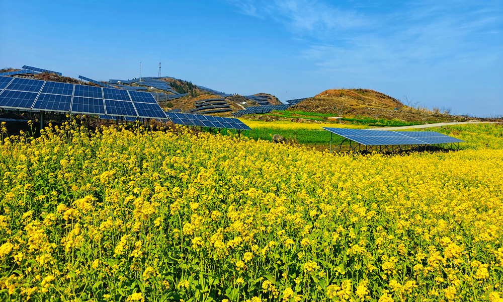 在中廣核打造的“農(nóng)光互補”項目——貴州貞豐隴塔光伏電站，一幅別樣的田園風(fēng)光映入眼簾，藍(lán)色的光伏板在陽光下熠熠生輝，光伏板下，上千畝金黃色的油菜花競相綻放，交織出一幅充滿生機(jī)與希望的獨特景致。光伏板不僅將太陽能轉(zhuǎn)化為清潔電能，還能為土地提供遮擋，減少土地水分蒸發(fā)，為油菜提供適宜的生長環(huán)境。