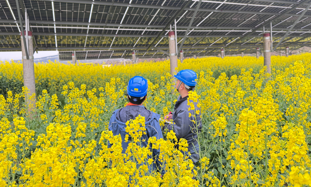 中廣核湖北浠水光伏電站的油菜花也迎來了盛放期。燦爛的金黃花浪層層疊疊，與湛藍(lán)的光伏板相互交織，繪就了一幅別具一格的春日美景。電站采用“板上發(fā)電、板下種植”的立體模式，實現(xiàn)了土地資源的高效利用。光伏組件源源不斷地將陽光轉(zhuǎn)化為清潔電能，光伏板下油菜茁壯生長，不僅帶來了經(jīng)濟(jì)效益，還為這片土地增添了生態(tài)之美。
