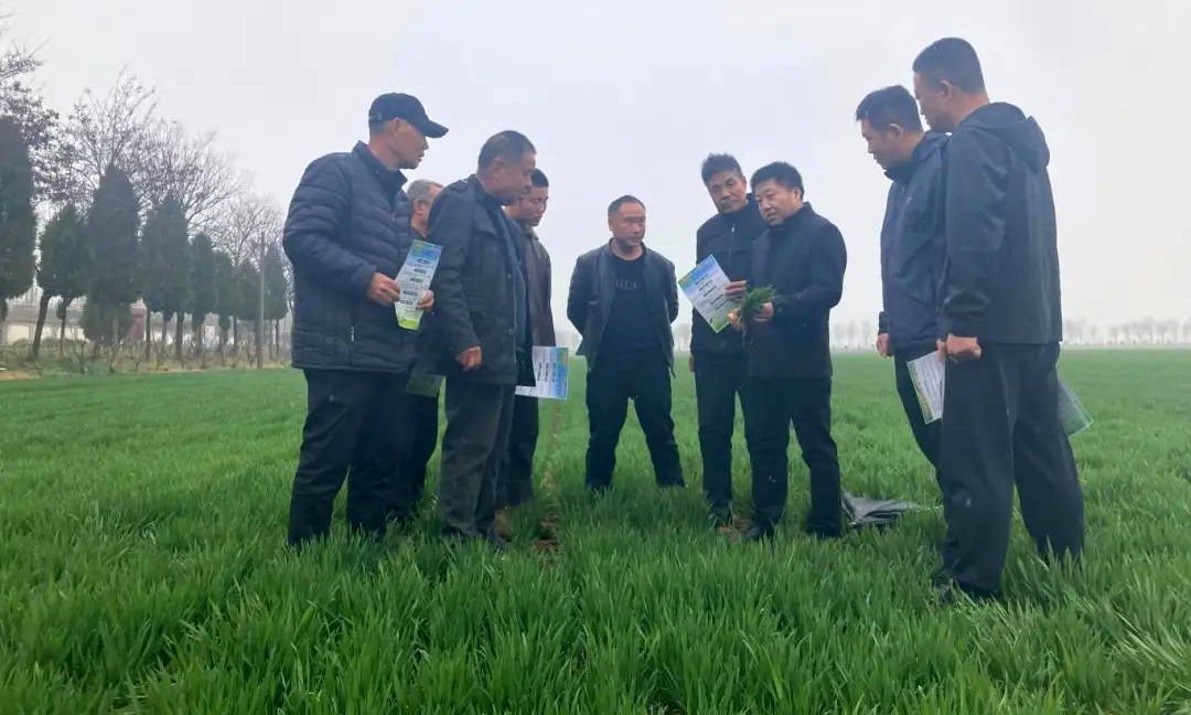 融通農發武漢區域公司渭南農場圍繞春耕備耕實際需求，邀請農業專家深入田間一線，為小麥苗“把脈問診”。