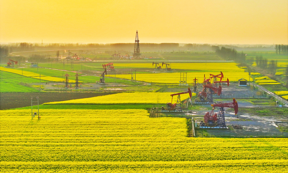 近日，江漢油田潭口油區開發現場附近的油菜花盛開，紅色的抽油機點綴其間、上產正忙，一派生機勃勃的景象。 