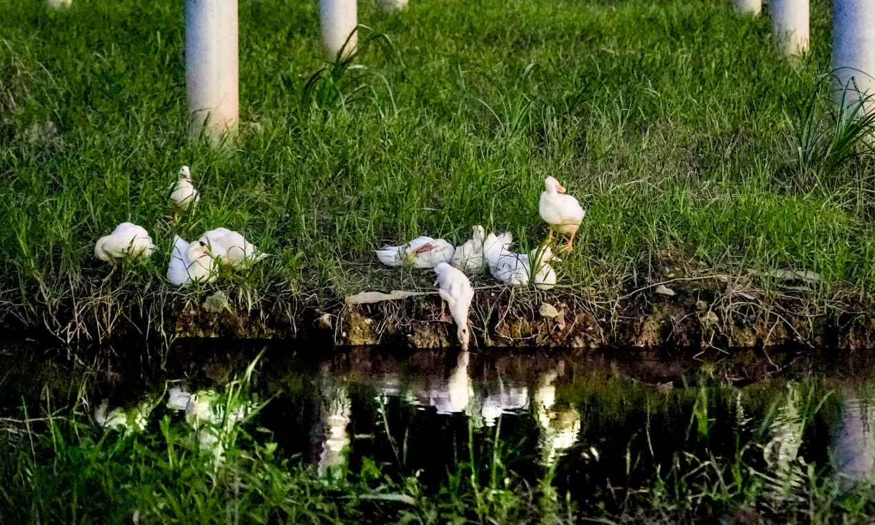近日，在國家能源集團海南公司澄邁縣塘北村光伏產業振興項目村外分布式項目現場，村民放養的鴨子正在覓食。由于地理環境原因，該區域下雨則澇，天晴則旱，不利于農作物生長，但場地部分區域長期積水，有豐富的野魚小蝦，十分適合鴨和鵝等家禽放養，豐富的水草可以放羊，具有豐富的板下經濟效益。