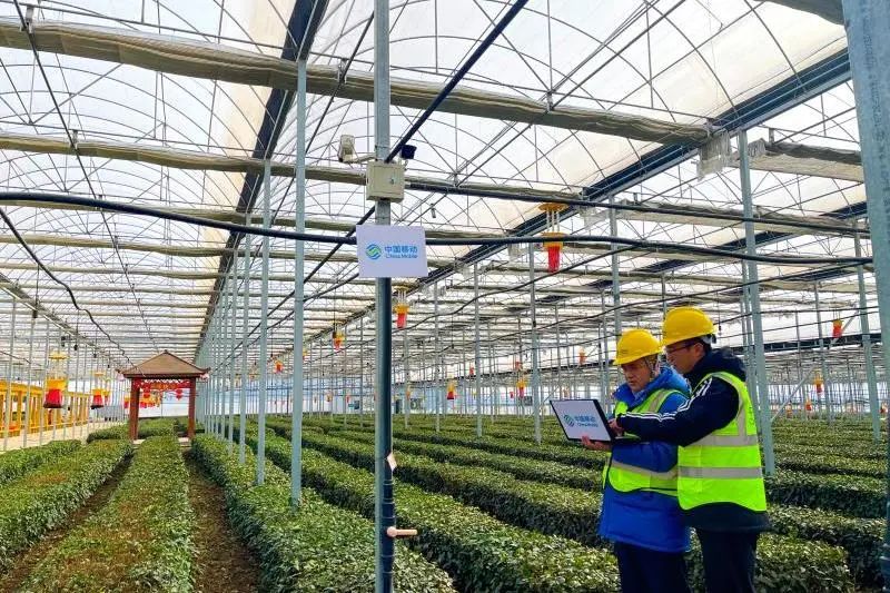 5、中國(guó)移動(dòng)在山東日照打造智慧茶園.jpg