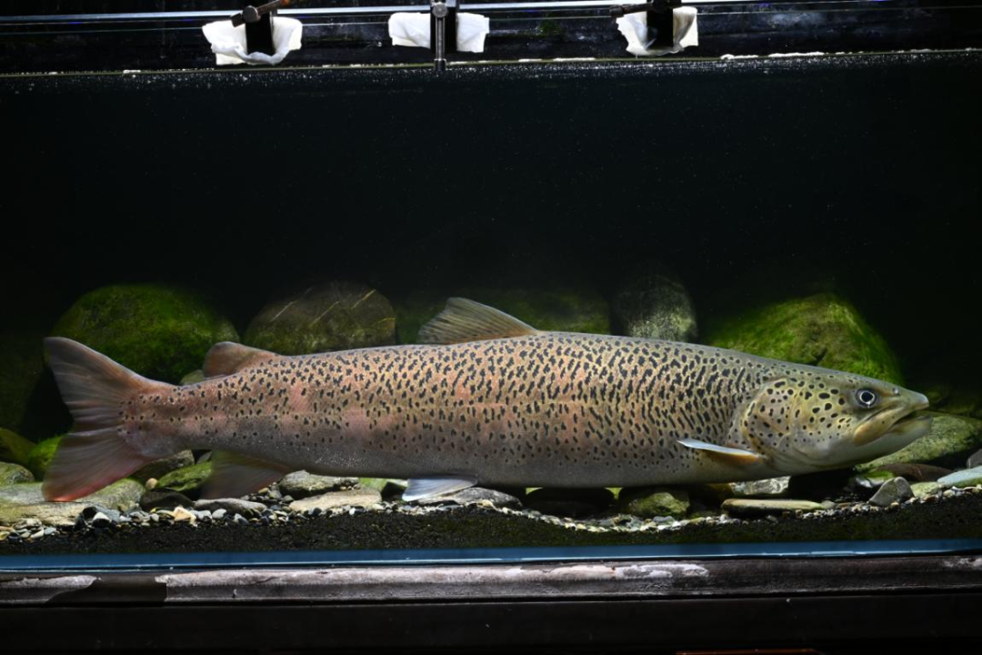 2405080917026841256.png 2405080917026841256.png