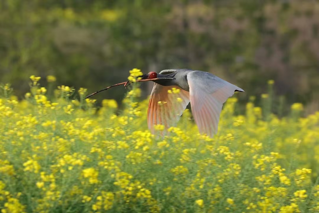 7c4cf5c827a44847bbe13c53d432d423.jpg 7c4cf5c827a44847bbe13c53d432d423.jpg