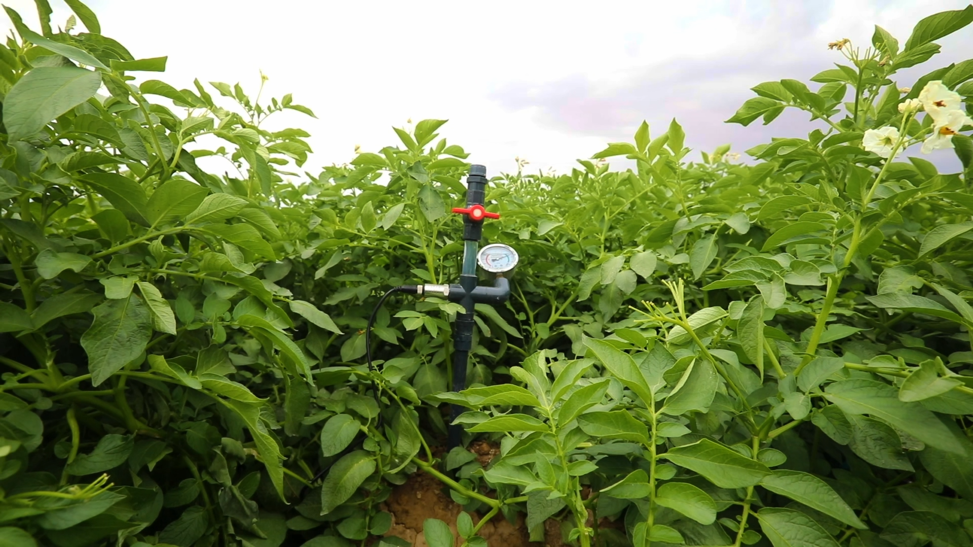 甘肅農墾黃羊河農場通過物聯網控制電磁閥進行精準灌溉,在進一步提高水肥利用率的同時實現節水增效。甘肅農墾集團.png 甘肅農墾黃羊河農場通過物聯網控制電磁閥進行精準灌溉,在進一步提高水肥利用率的同時實現節水增效。甘肅農墾集團.png