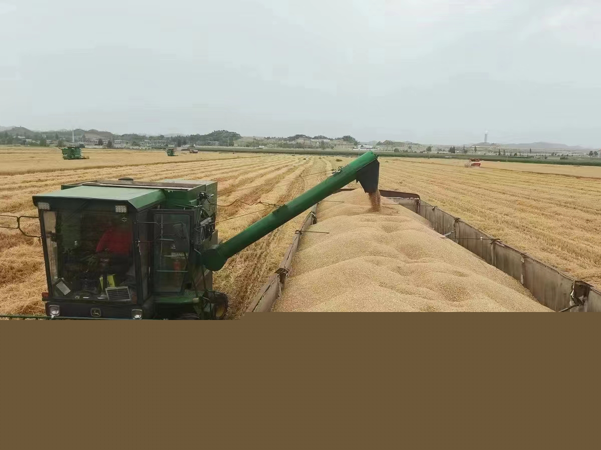 墾地合作:甘肅農墾亞盛股份蘭州新區基地小麥豐收。.jpg 墾地合作:甘肅農墾亞盛股份蘭州新區基地小麥豐收。.jpg