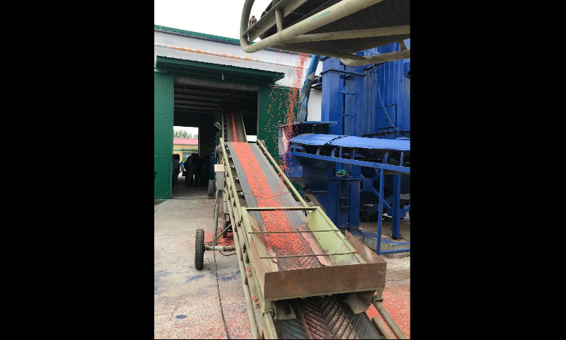 為提高原種成活率，需要進行藥劑拌種，以壓低病蟲基數、前移防治關口、減輕病蟲害。圖為機械化設備作業為精選后的小麥原種披上紅色包衣藥劑。（國務院國資委網站 宋詞 攝）