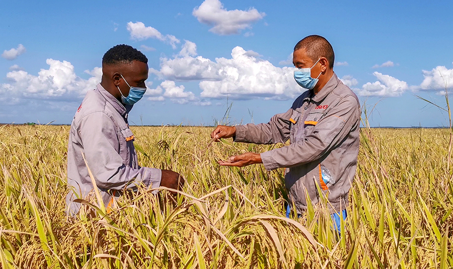 本種植季中，該項目在修復上一季3.7萬畝農田的基礎上，新增復墾農田3000畝，使水稻種植總面積突破4萬畝。為做好本季種植工作，項目部自6月份收儲工作結束后，便著手平整農田、提前選種等工作，并積極克服疫情期間國際物流不穩定、當地員工不充裕等困難，加強農藥化肥等農資采購、海運工作，統籌人員分工，確保各項工作順利推進?？偨Y前3年種植經驗，提前播種，引入先進種植技術和資源，采用多種播種模式，提高了種植速度及幼苗成活率。圖為項目管理人員為合作種植戶傳授經驗。